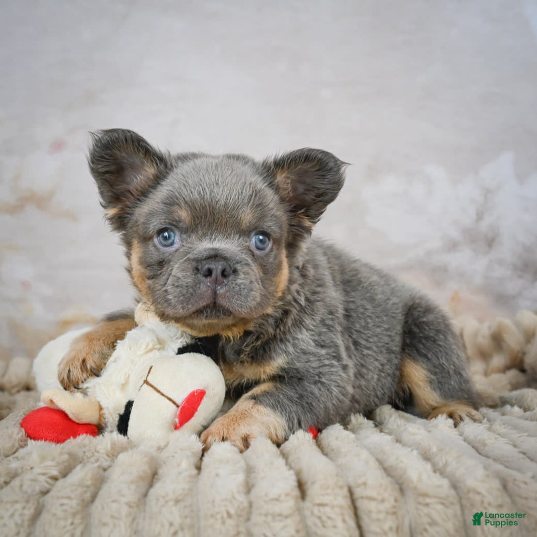 French Bulldog dogs for sale: Bubba - Image 4