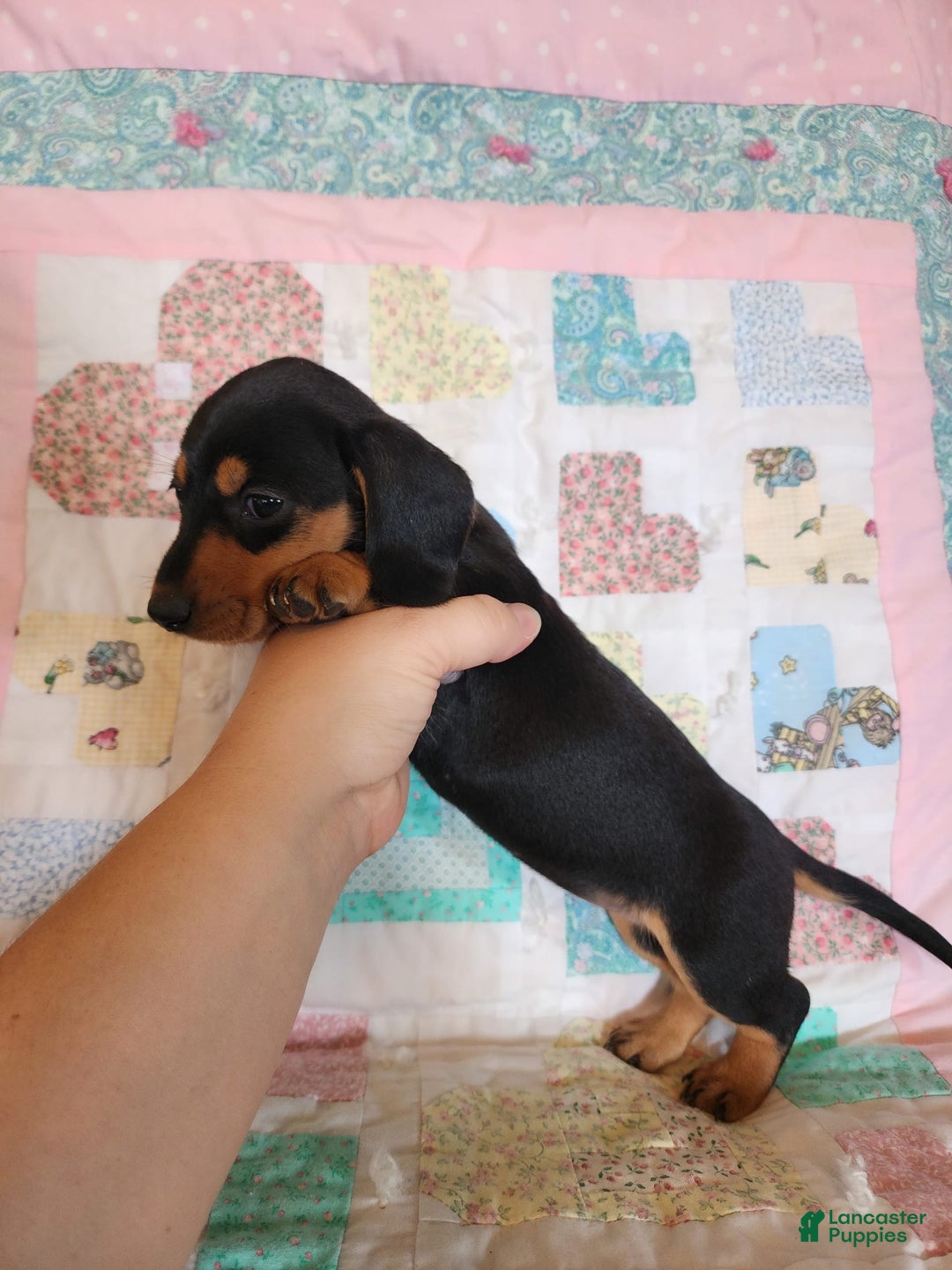 Miniature Dachshund dogs for sale: Peach - Image 2