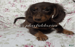 Dachshund dogs for sale: Brownie Chocolate Girl 1952 - Image 2