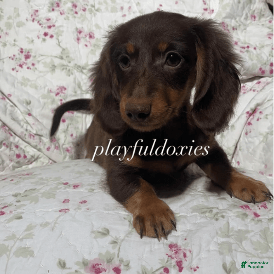 Dachshund dogs for sale: Brownie Chocolate Girl 1952 - Image 2