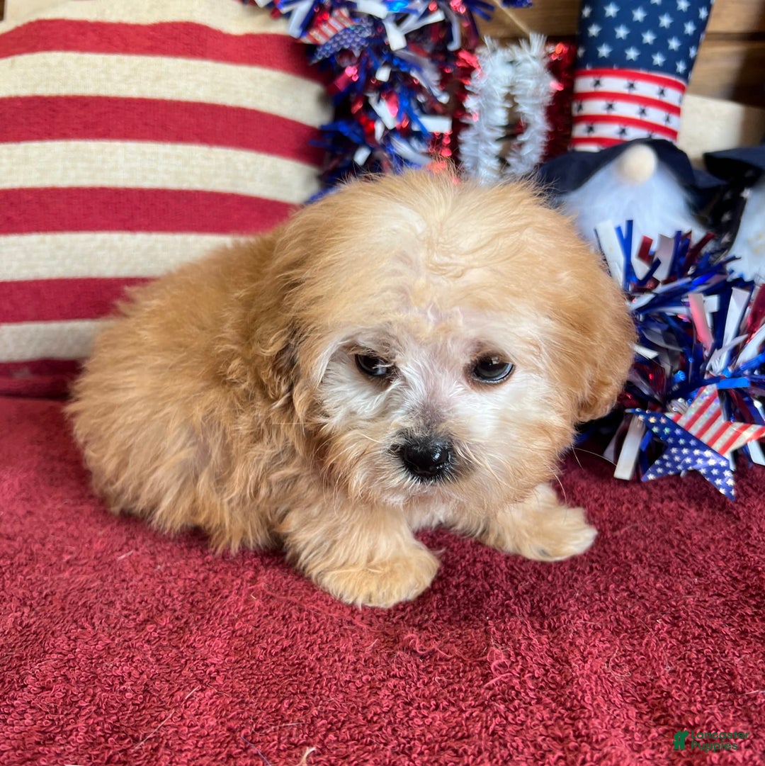 Cavapoo dogs for sale: Calvin - Image 1