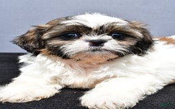 Shih Tzu dogs for sale: Beth - Image 4