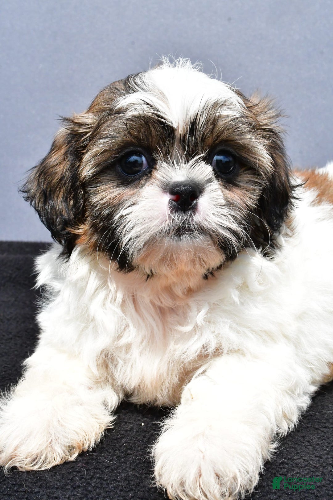 Shih Tzu dogs for sale: Beth - Image 4