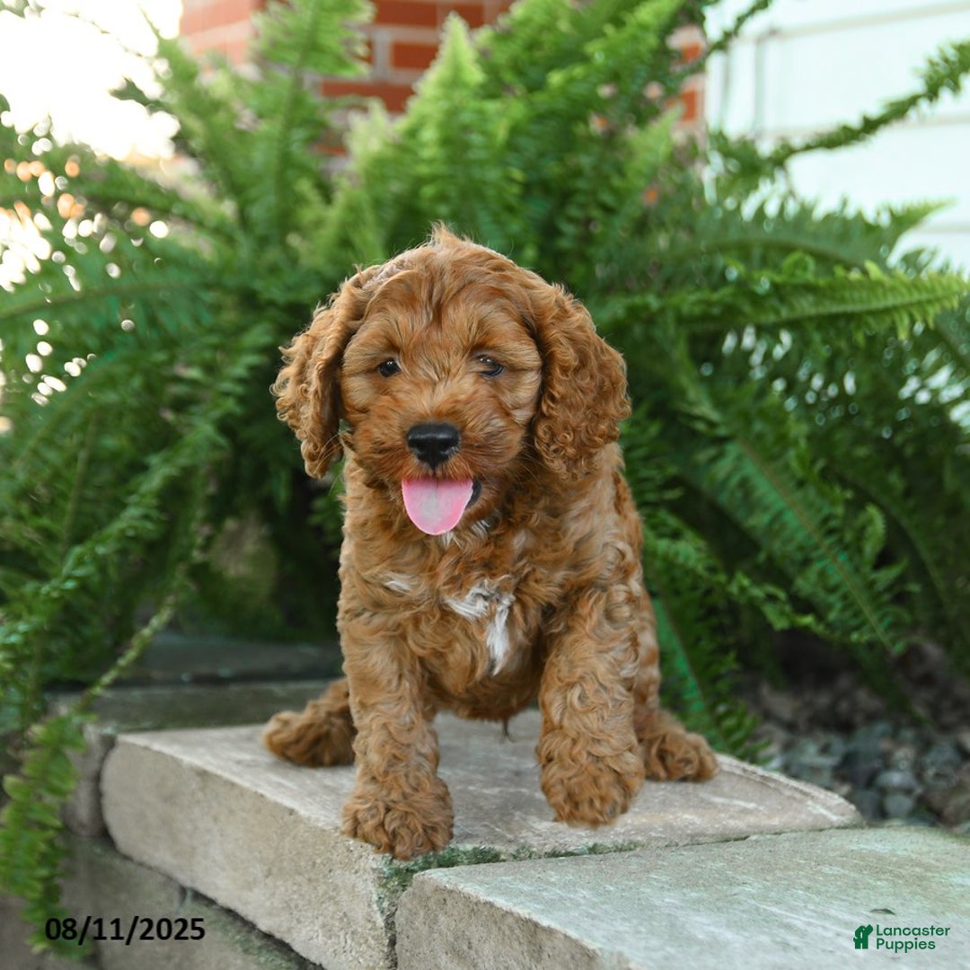 Cockapoo dogs for sale: Bear - Image 4