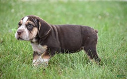 Beabull dogs for sale: Aspen - Image 3