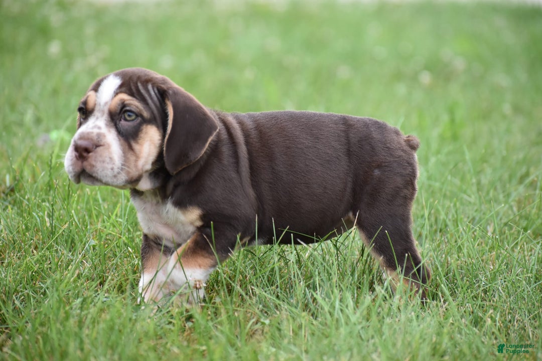 Beabull dogs for sale: Aspen - Image 3