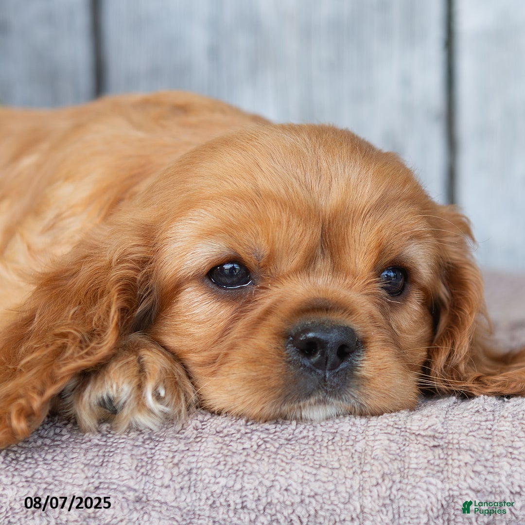 Cavalier King Charles Spaniel dogs for sale: Tyson - Image 3