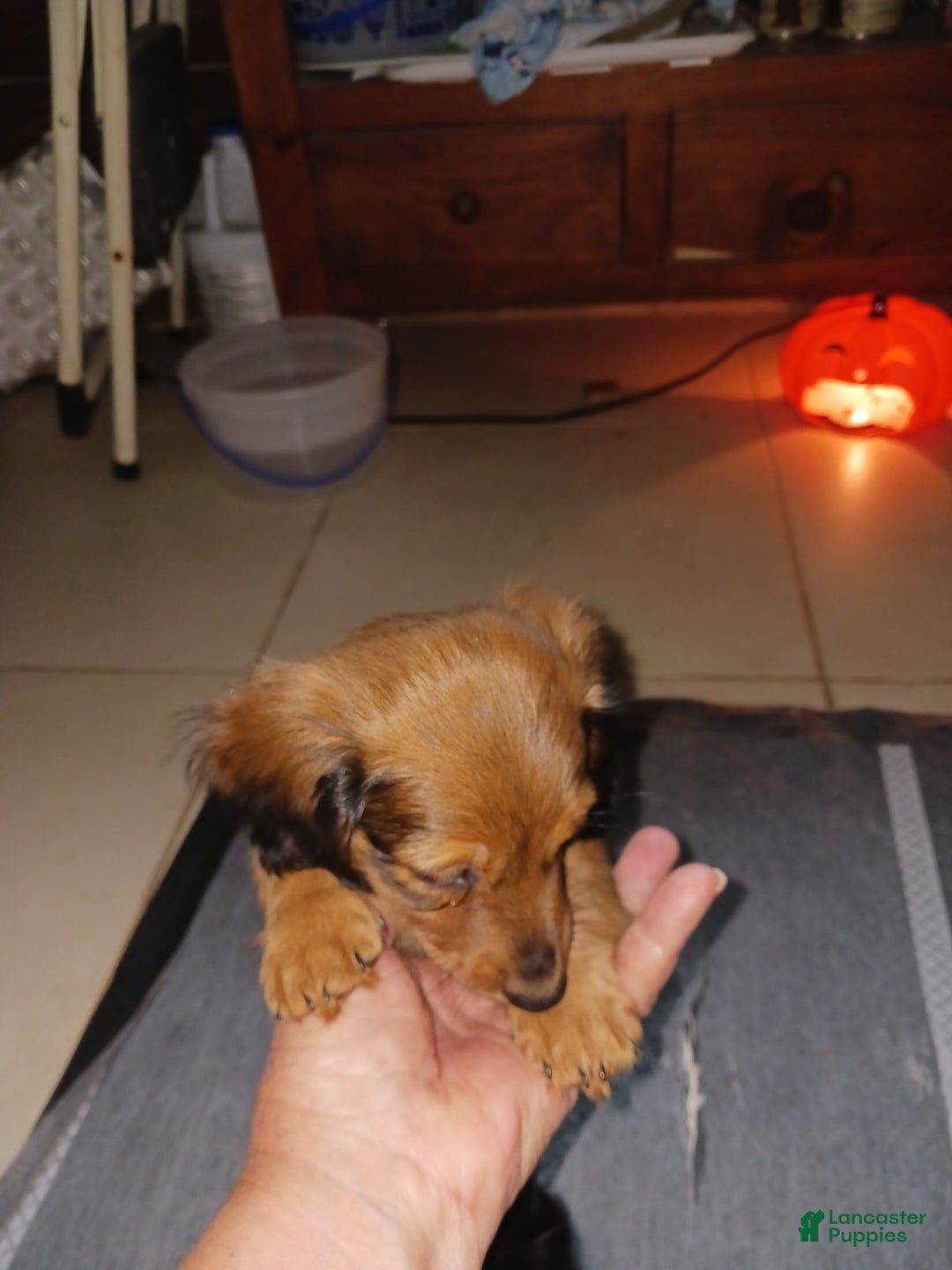 Dachshund dogs for sale: Female - Image 3