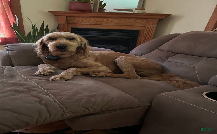 Goldendoodle dogs for sale - Ad 5
