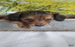 Miniature Dachshund dogs for sale: Scorch - Image 1