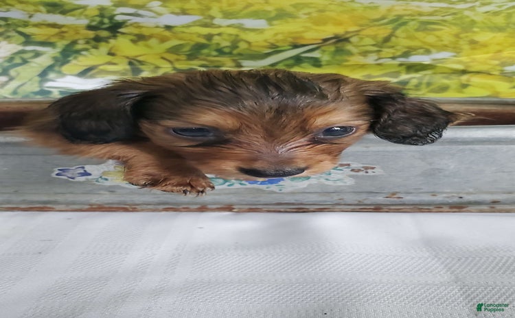 Miniature Dachshund dogs for sale - Ad 2