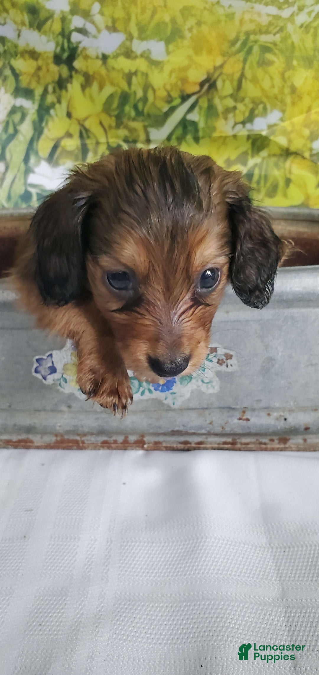 Miniature Dachshund dogs for sale: Scorch - Image 1
