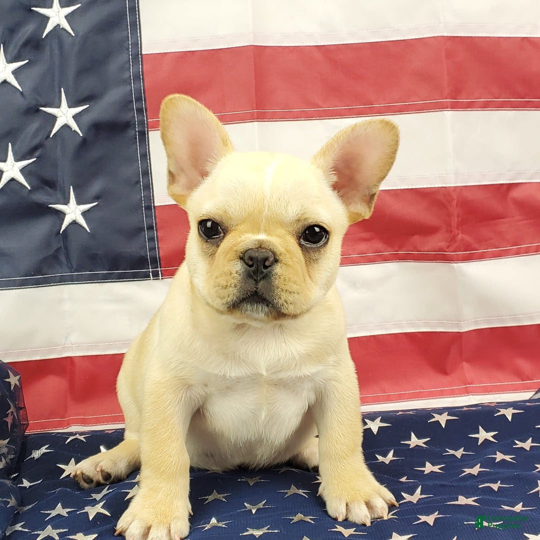 French Bulldog dogs for sale: Triumph - Image 5