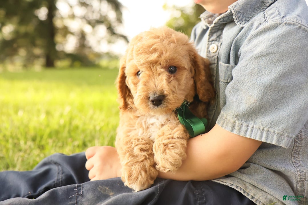 Mini Goldendoodle dogs for sale: Leo - Image 10