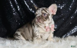 French Bulldog dogs for sale: Chanel - Image 1