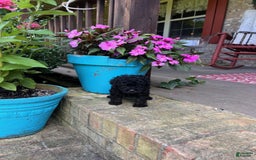 Cavapoo dogs for sale: Randy - Image 4