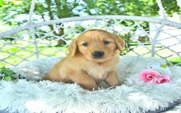 Golden Retriever dogs for sale: Abby - Image 12