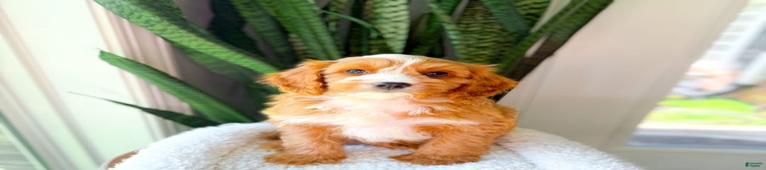 Yukon