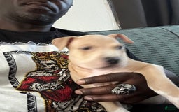 American Pit Bull Terrier dogs for sale: Pretty Boy - Image 3