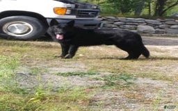 German Shepherd dogs for sale: Little Girl - Image 9
