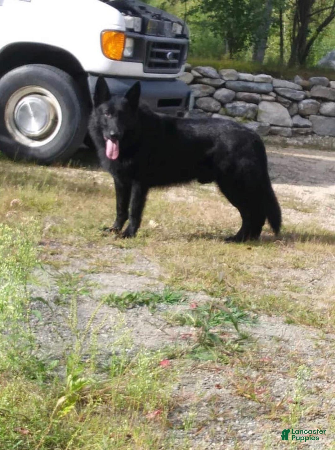 German Shepherd dogs for sale: Little Girl - Image 9