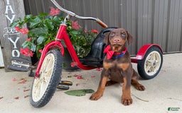Doberman Pinscher dogs for sale: Marley - Image 6