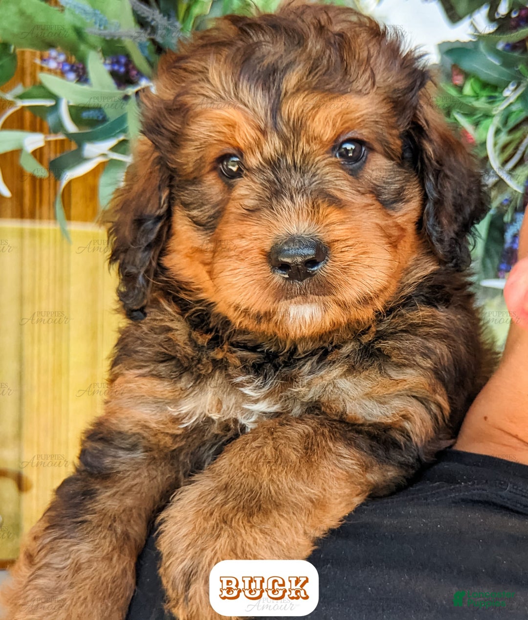 Bernedoodle dogs for sale: Buck - Image 14