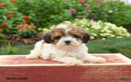 Miniature Poodle dogs for sale: Nugget - Image 3
