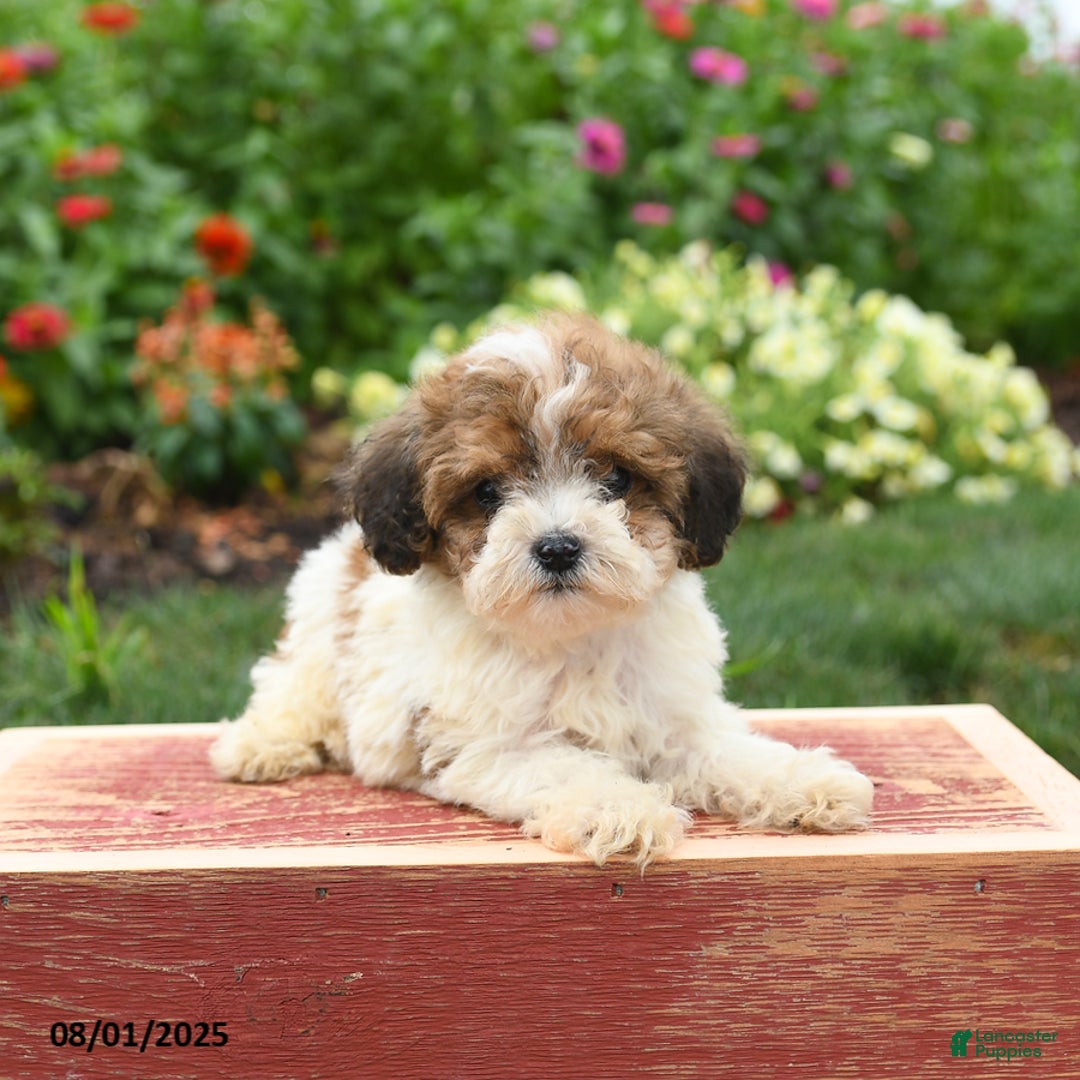 Miniature Poodle dogs for sale: Nugget - Image 3