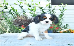 Cavalier King Charles Spaniel dogs for sale: Lola - Image 9