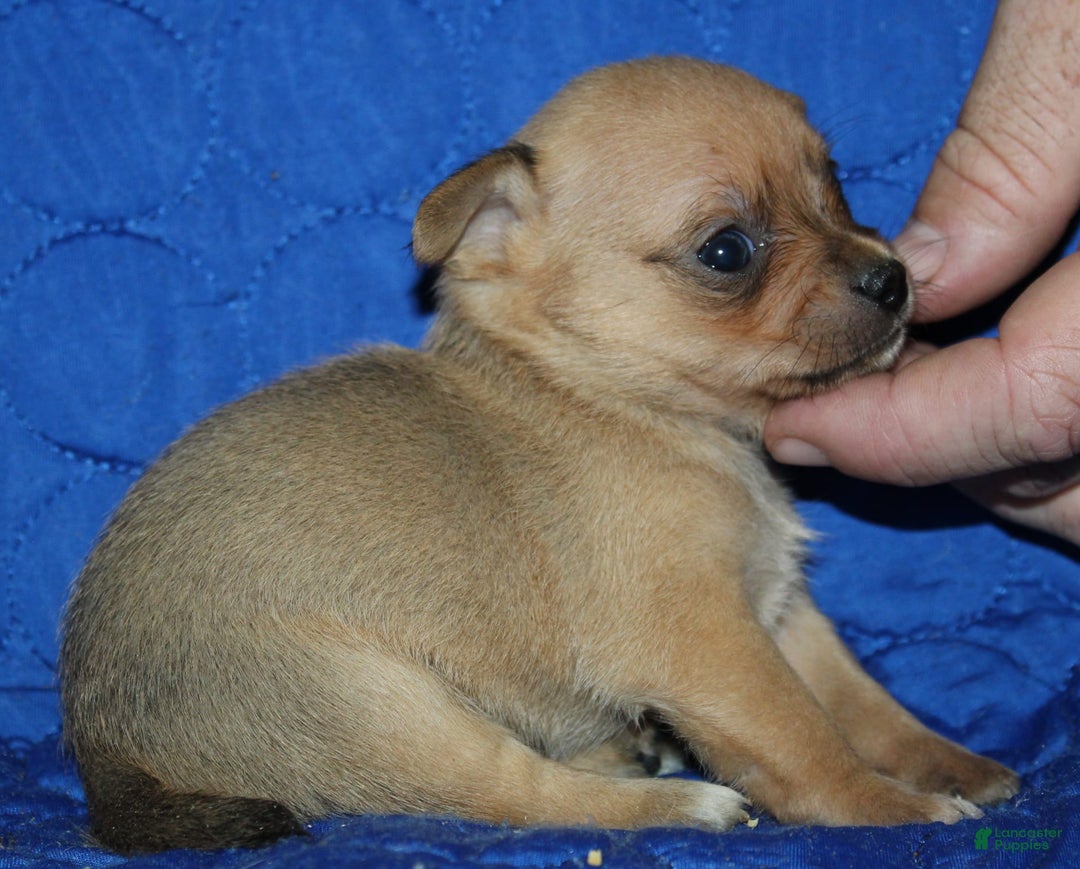 Chihuahua dogs for sale: Piper - Image 6
