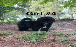Shih Tzu dogs for sale: Roxie - Image 2