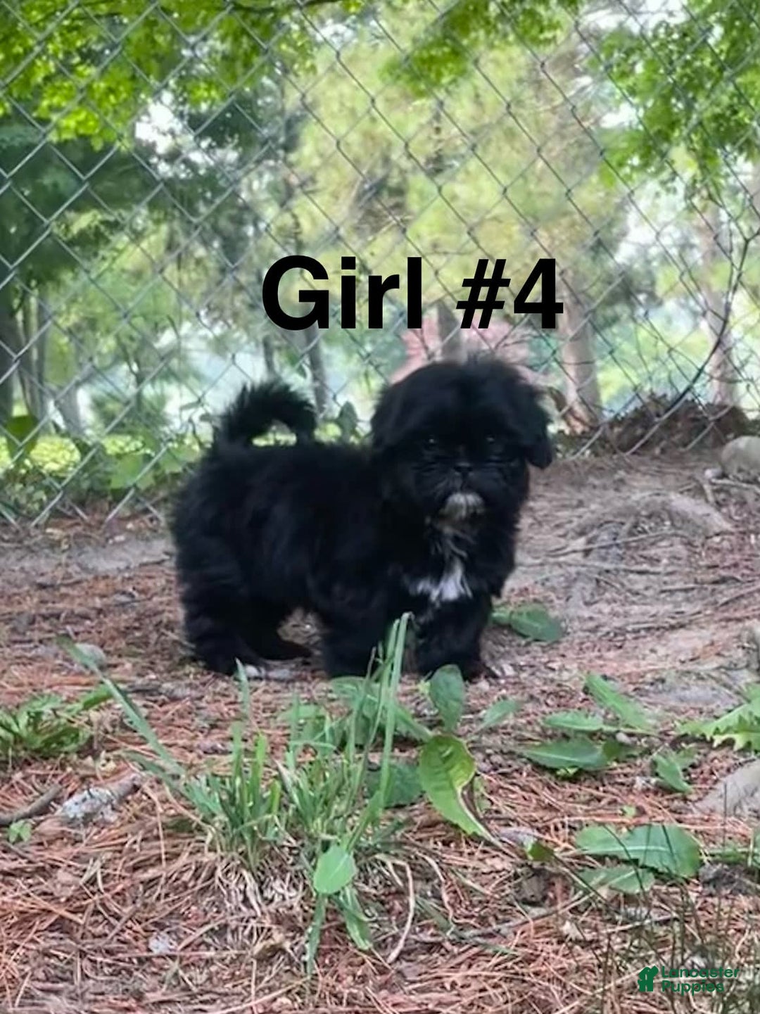 Shih Tzu dogs for sale: Roxie - Image 2