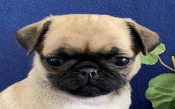 Pug dogs for sale: Elsie - Image 3