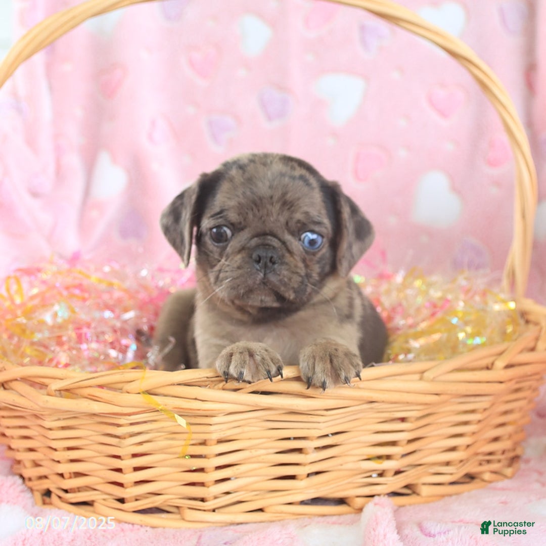Pug dogs for sale: Abby - Image 4