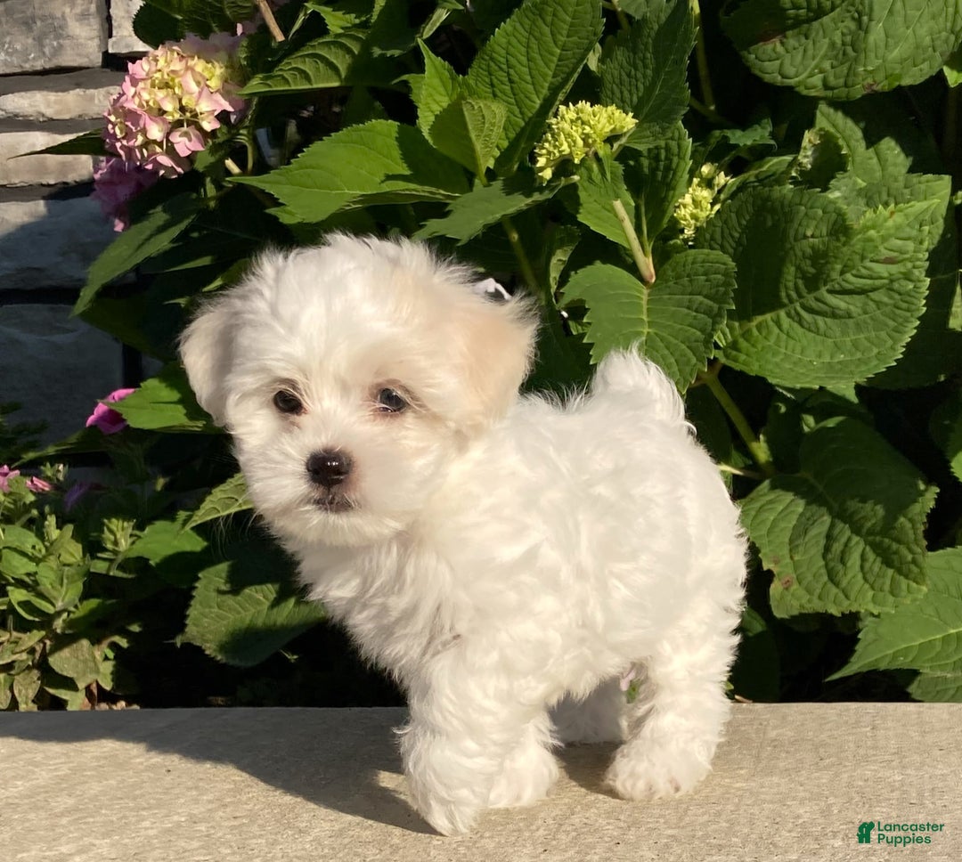 Coton De Tulear dogs for sale: Button - Image 6