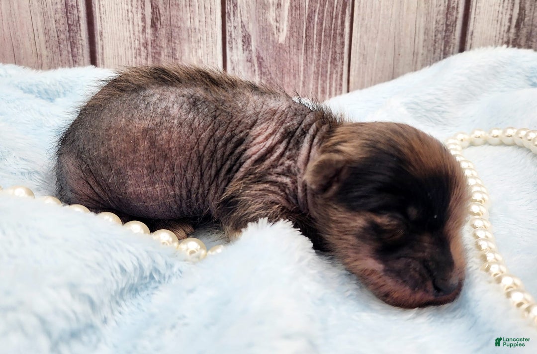 Chinese Crested dogs for sale: Hypnotic - Image 6