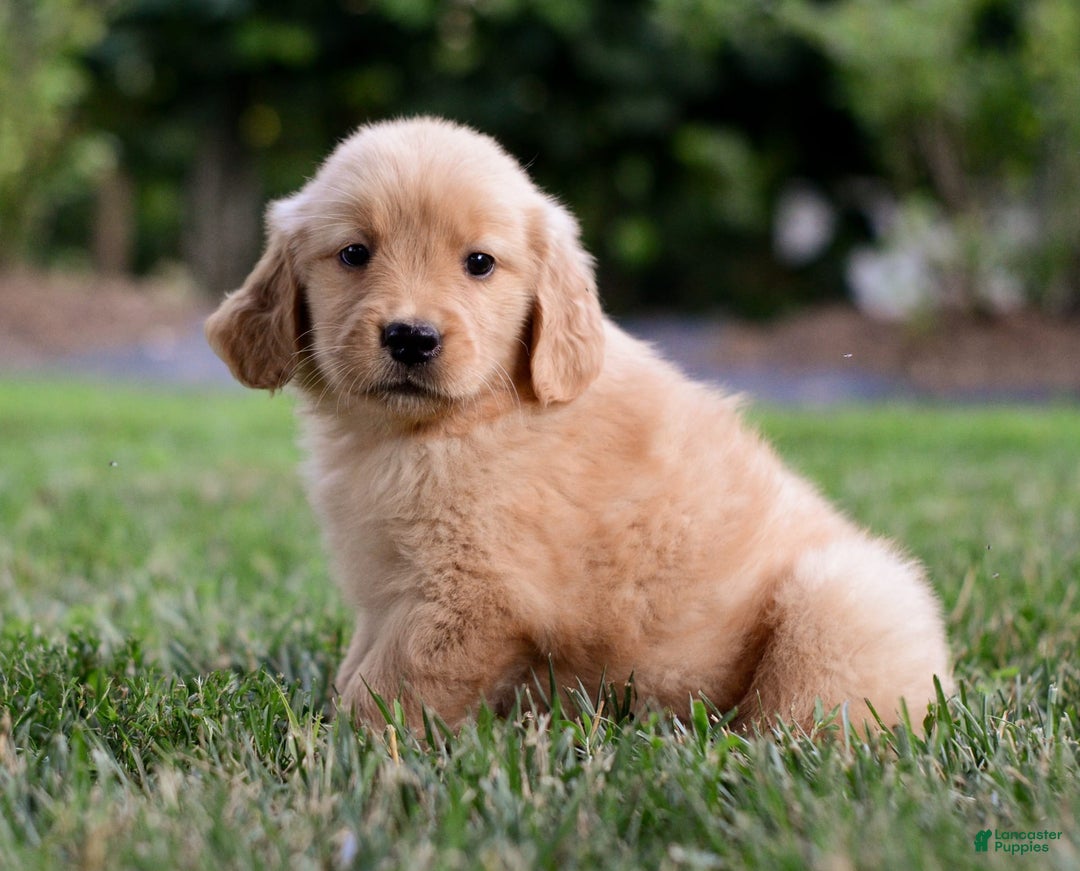Golden Retriever dogs for sale: Golden Retriever 9 puppies - Image 13