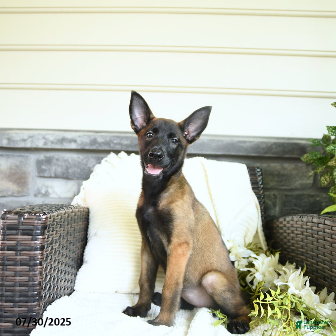 Belgian Malinois dogs for sale: Aspen - Image 5