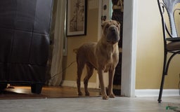 Shar Pei dogs for sale: Tati - Image 3