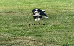 Bernedoodle dogs for sale: Justice 77956 - Image 4