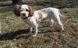 Miniature Poodle dogs for sale: Duff - Image 5