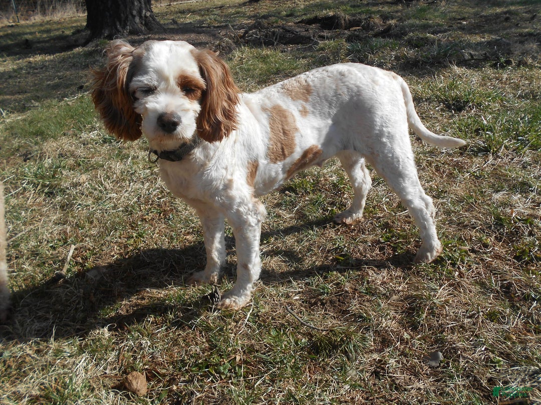 Miniature Poodle dogs for sale: Duff - Image 5
