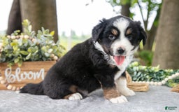 Miniature Australian Shepherd dogs for sale: Dreamer - Image 1