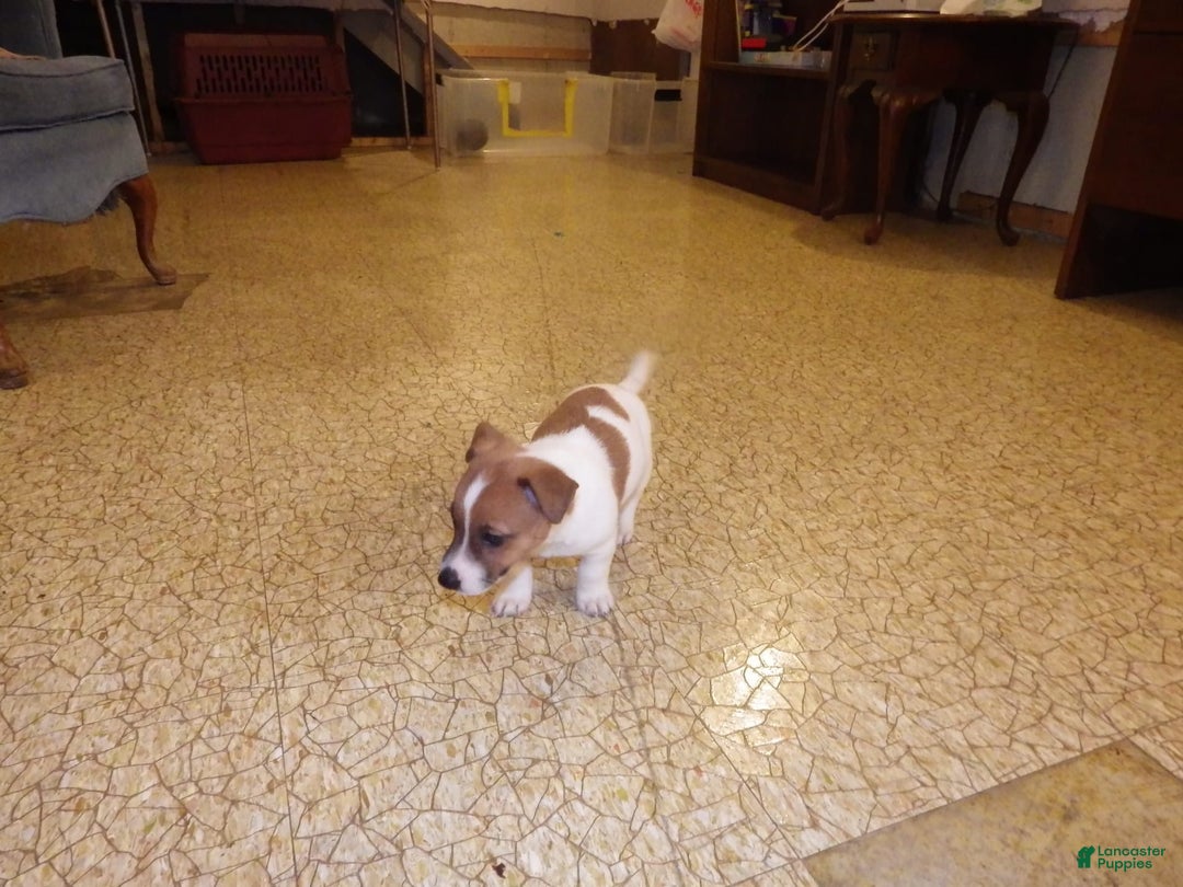 Jack Russell Terrier dogs for sale: Fillmore - Image 23