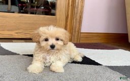 Maltipoo dogs for sale: Drew - Image 7