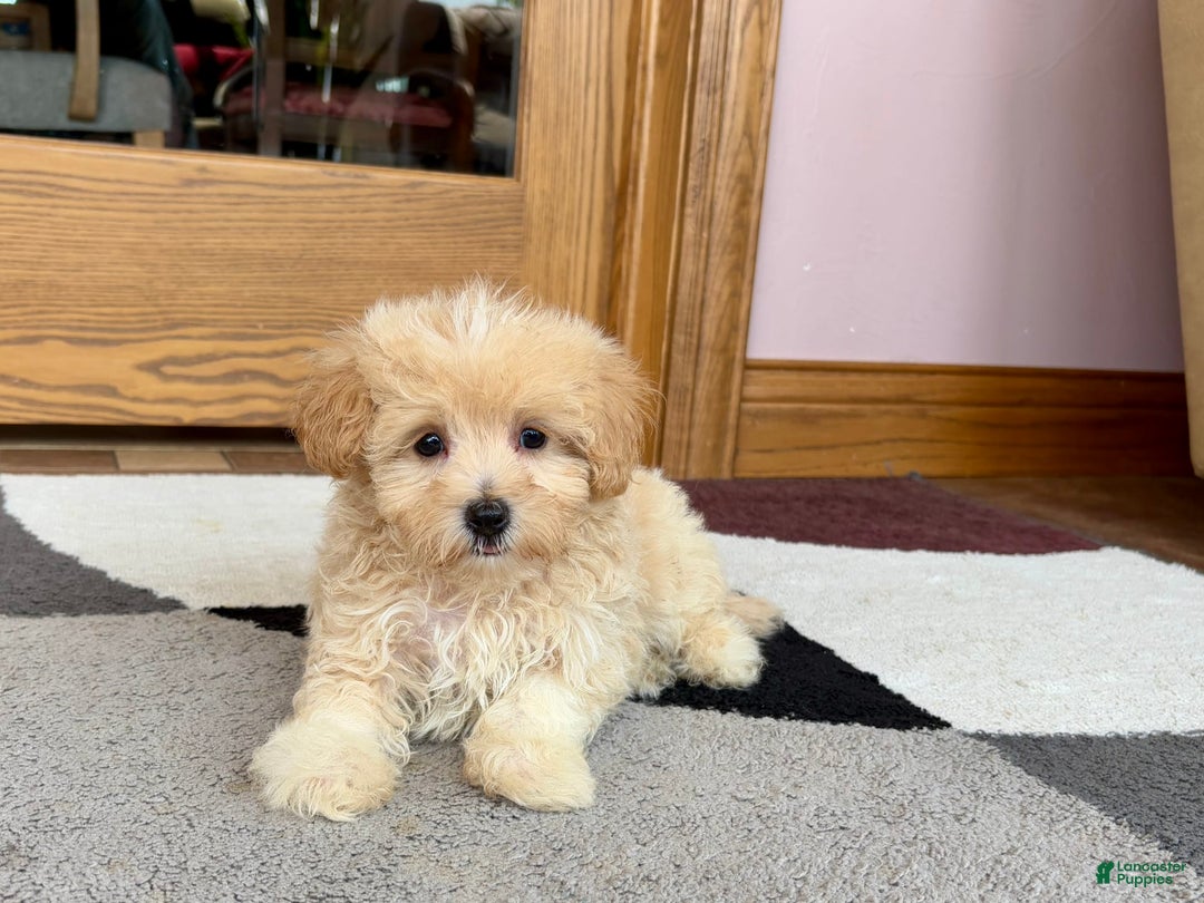 Maltipoo dogs for sale: Drew - Image 7
