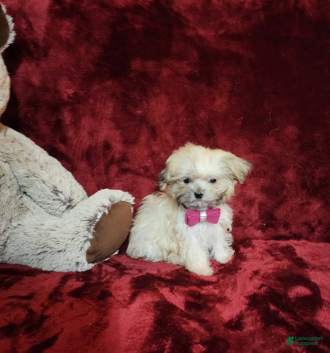 Malshi dogs for sale: Gigi - Image 3