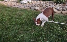 Boston Terrier dogs for sale: Murphy - Image 6