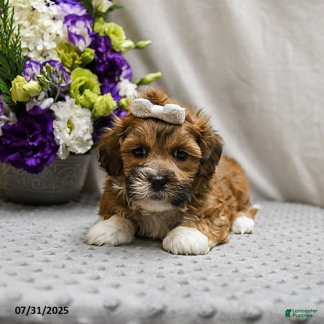 Shihpoo dogs for sale: Caramel - Image 4